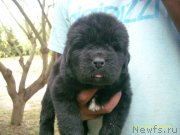 Превью фото № 128346