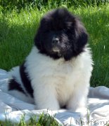 Превью фото № 128501