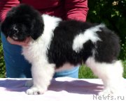 Превью фото № 128502