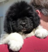 Превью фото № 128505