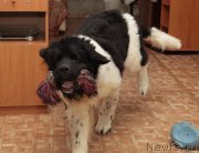 Превью фото № 128635