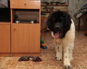 Превью фото № 128638