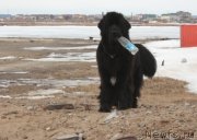 Превью фото № 128687