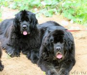 Превью фото № 128734