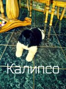 Превью фото № 128924