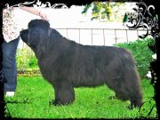 Превью фото № 128962