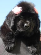 Превью фото № 128966