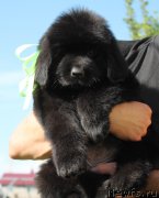 Превью фото № 128968