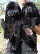 Превью фото № 128970