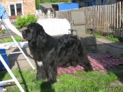 Превью фото № 128994