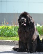 Превью фото № 129010