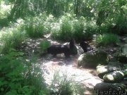 Превью фото № 129108