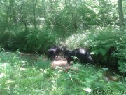 Превью фото № 129118