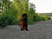 Превью фото № 129227