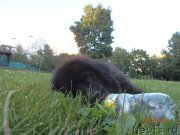 Превью фото № 129341