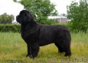 Превью фото № 129379