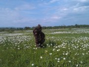 Превью фото № 129416