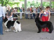 Превью фото № 129456