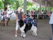 Превью фото № 129465