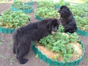 Превью фото № 129485