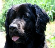 Превью фото № 129490