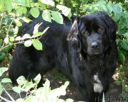 Превью фото № 129493