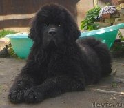 Превью фото № 129508