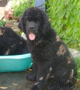 Превью фото № 129509