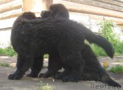 Превью фото № 129512