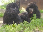 Превью фото № 129519