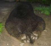 Превью фото № 129525