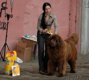 Превью фото № 129534