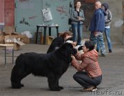 Превью фото № 129537