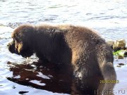 Превью фото № 129649