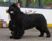 Превью фото № 129657