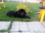 Превью фото № 129658