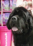 Превью фото № 129672