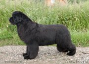 Превью фото № 129676