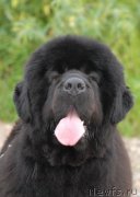 Превью фото № 129680