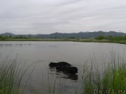 Превью фото № 129781