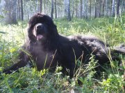 Превью фото № 129862