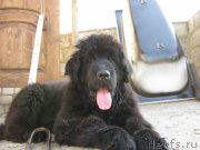 Превью фото № 129888