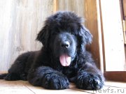 Превью фото № 129890