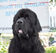 Превью фото № 129904