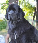 Превью фото № 129906