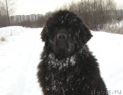 Превью фото № 129921