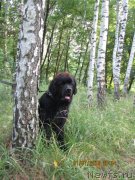 Превью фото № 129938