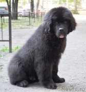 Превью фото № 129960