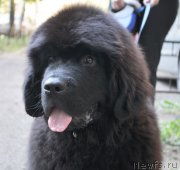 Превью фото № 129961