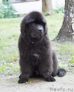 Превью фото № 129962